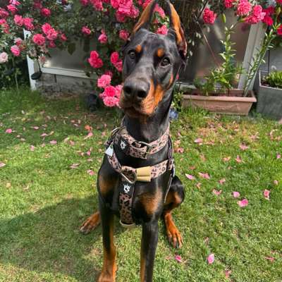 Hundetreffen-Spielrunde oder Harmonischer Spaziergang-Bild
