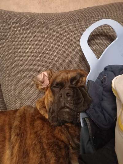 Zeigt mir die lustigsten Schlafpositionen eurer Fellnasen-Beitrag-Bild