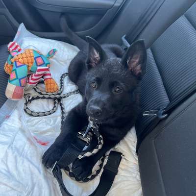 Hundetreffen-DSH Welpe sucht soziale Kontakte-Bild