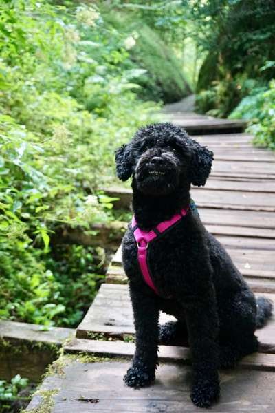 Wie heißt dein Hund?-Beitrag-Bild