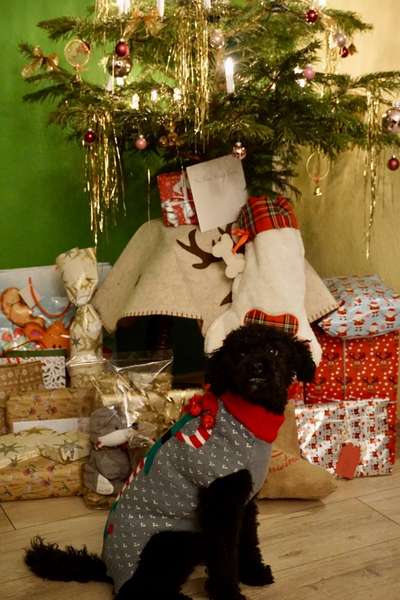 Alles rund um den Pudel-Beitrag-Bild