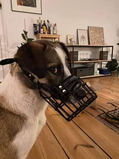 Wie sitzt mein Maulkorb / Maulkorb-Beratung-Beitrag-Bild