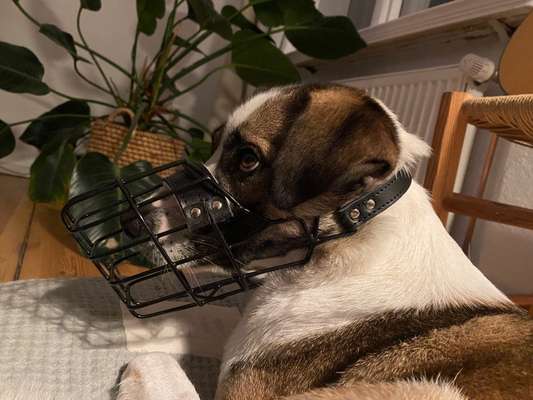 Wie sitzt mein Maulkorb / Maulkorb-Beratung-Beitrag-Bild