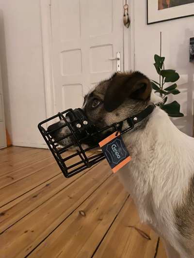 Wie sitzt mein Maulkorb / Maulkorb-Beratung-Beitrag-Bild