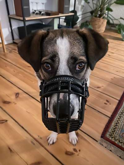 Wie sitzt mein Maulkorb / Maulkorb-Beratung-Beitrag-Bild