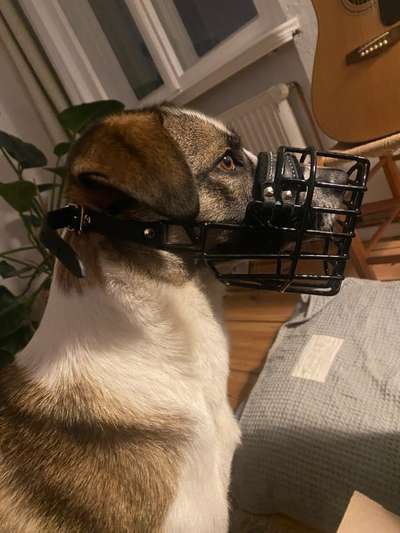 Wie sitzt mein Maulkorb / Maulkorb-Beratung-Beitrag-Bild