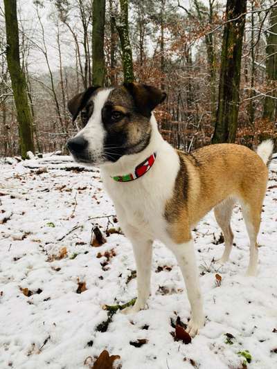 Mischlinge raten - Rätselspaß-Beitrag-Bild