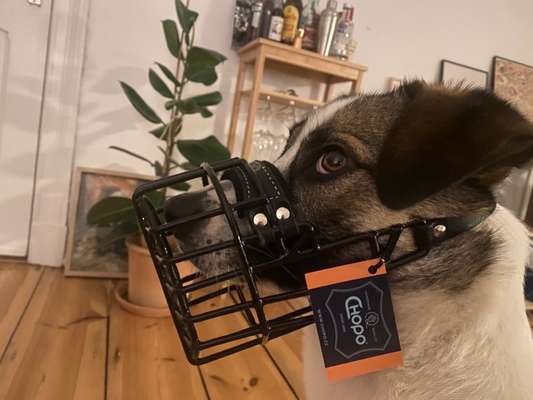 Wie sitzt mein Maulkorb / Maulkorb-Beratung-Beitrag-Bild