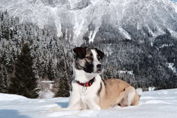 Dogorama Photo Challenge - Tierischer Urlaub-Beitrag-Bild