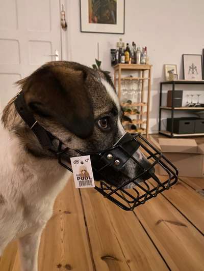 Wie sitzt mein Maulkorb / Maulkorb-Beratung-Beitrag-Bild