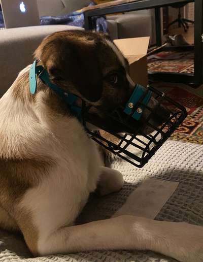 Wie sitzt mein Maulkorb / Maulkorb-Beratung-Beitrag-Bild