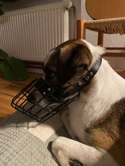 Wie sitzt mein Maulkorb / Maulkorb-Beratung-Beitrag-Bild