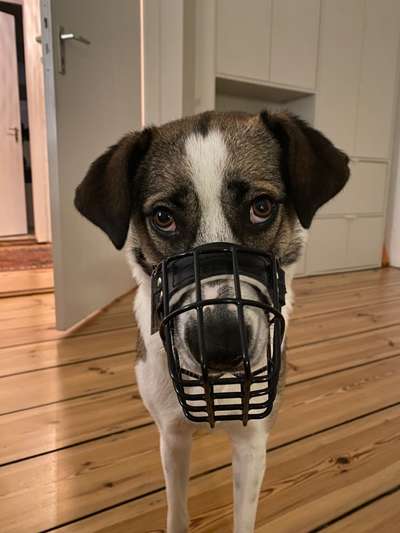 Wie sitzt mein Maulkorb / Maulkorb-Beratung-Beitrag-Bild