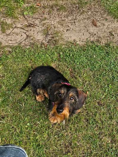 Hundetreffen-Spielkameraden gesucht.-Bild