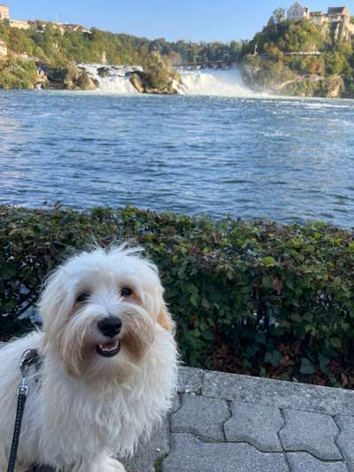 Havaneser dabei?:)-Beitrag-Bild