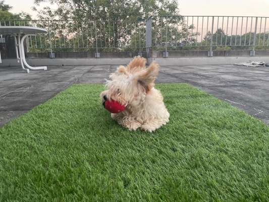 Die Dogorama Wochen Challenge-Beitrag-Bild