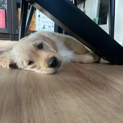 Hundetreffen-Welpenfreunde -Austausch für Tier und Mensch-Bild