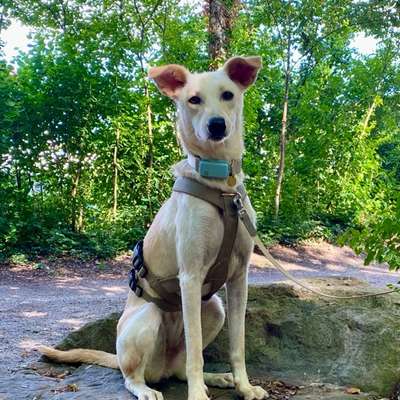 Hundetreffen-Social Walks in München, Moosach-Bild