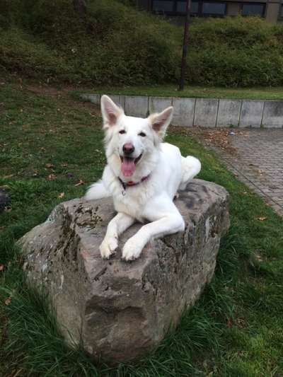 Mischlinge raten - Rätselspaß-Beitrag-Bild