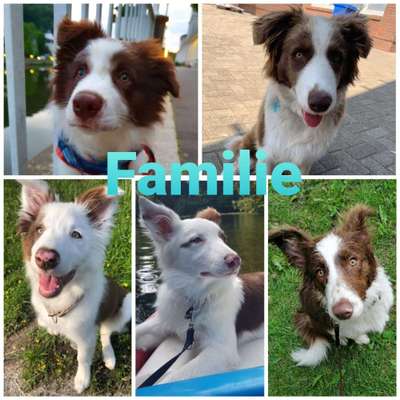 Dein Hund im Dogorama-Kalender 2021-Beitrag-Bild