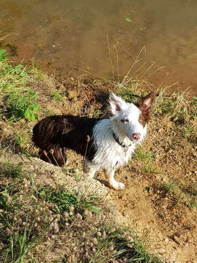 Dein Hund im Dogorama-Kalender 2021-Beitrag-Bild