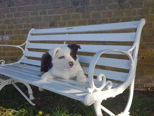 Dein Hund im Dogorama-Kalender 2021-Beitrag-Bild