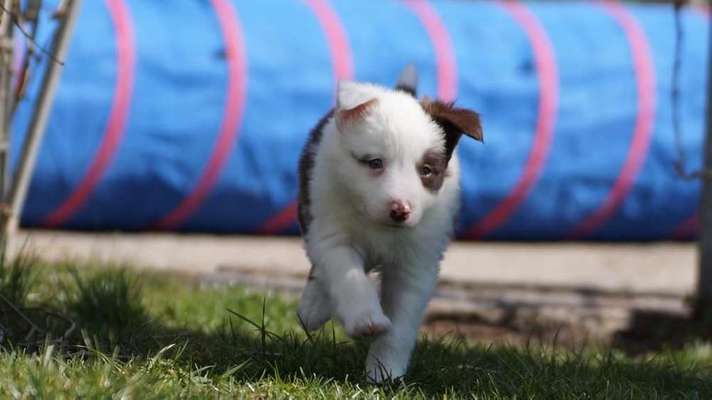 Welpen Bilder !-Beitrag-Bild