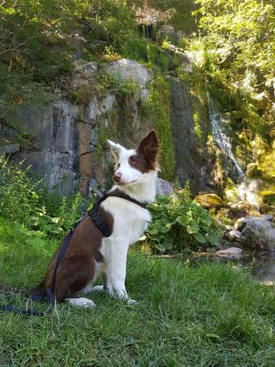 Dein Hund im Dogorama-Kalender 2021-Beitrag-Bild