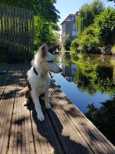 Dein Hund im Dogorama-Kalender 2021-Beitrag-Bild