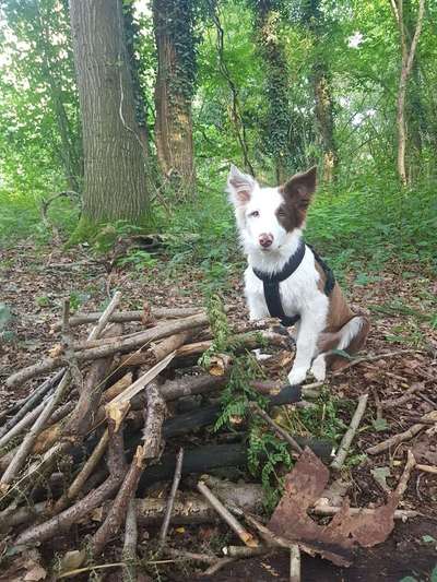 Dein Hund im Dogorama-Kalender 2021-Beitrag-Bild