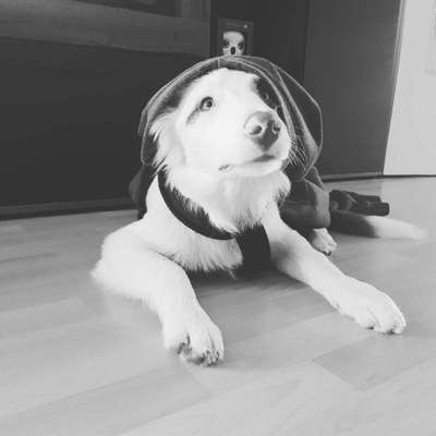 Dein Hund im Dogorama-Kalender 2021-Beitrag-Bild