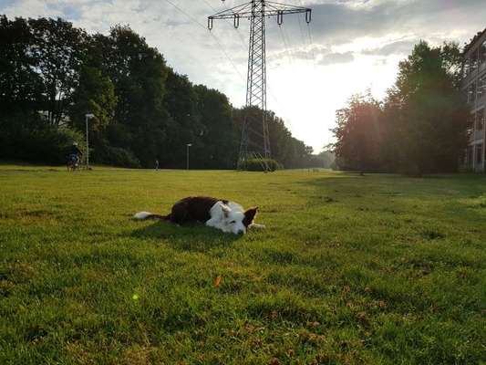 Dein Hund im Dogorama-Kalender 2021-Beitrag-Bild