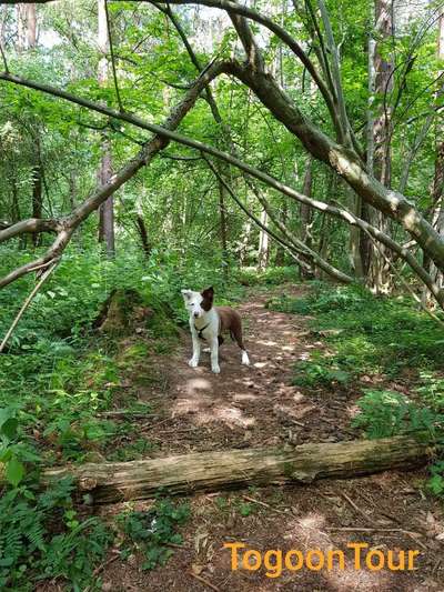 Dein Hund im Dogorama-Kalender 2021-Beitrag-Bild