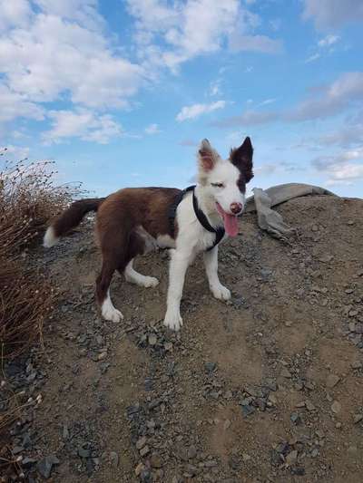 Dein Hund im Dogorama-Kalender 2021-Beitrag-Bild