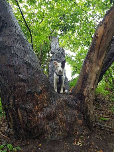 Dein Hund im Dogorama-Kalender 2021-Beitrag-Bild