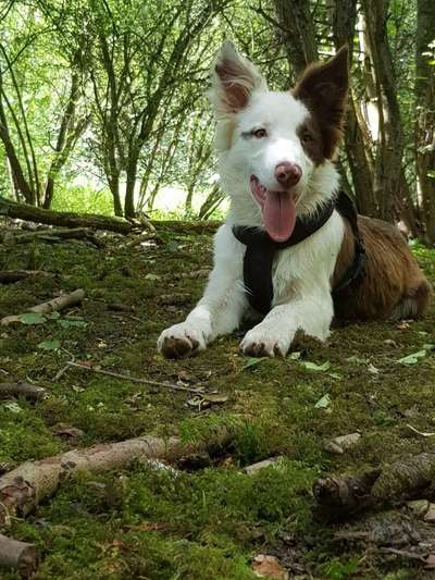 Dein Hund im Dogorama-Kalender 2021-Beitrag-Bild