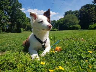 Hundeauslaufgebiet-Westparkwiese-Bild