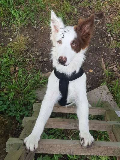 Dein Hund im Dogorama-Kalender 2021-Beitrag-Bild