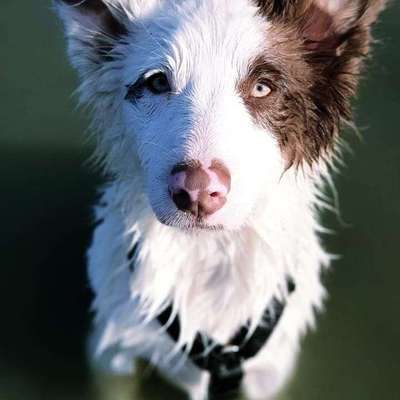 Dein Hund im Dogorama-Kalender 2021-Beitrag-Bild