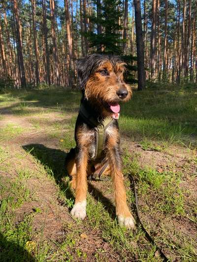 Unsere Fellnasen-Vielfalt im Überblick!-Beitrag-Bild