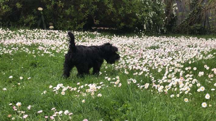 Hundetreffen-Gemeinsames Gassi gehen und sich nett unterhalten-Bild