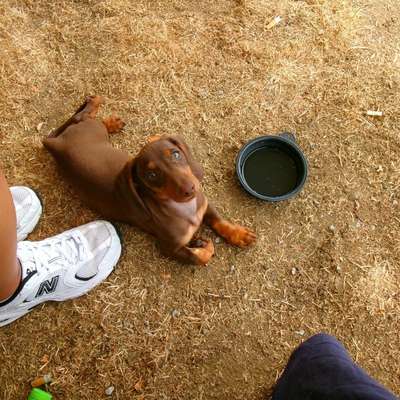Hundetreffen-Spiel&Gassirunden-Bild