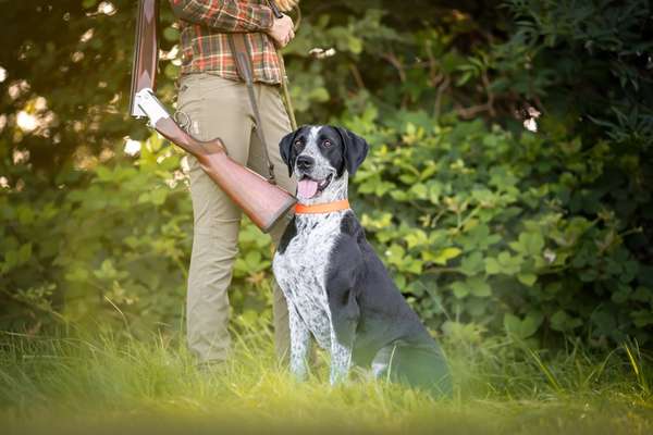Sind hier Deutsch Kurzhaar/ Jagdhunde?-Beitrag-Bild
