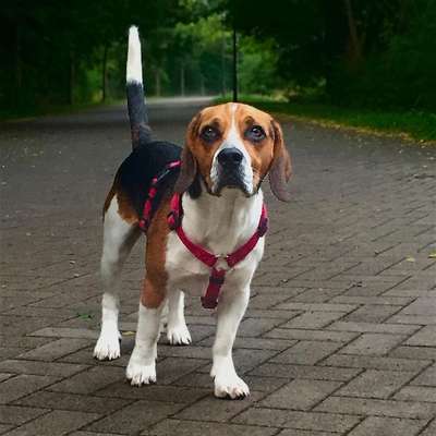 Hundetreffen-Spazieren,Trainieren und Spielen-Bild