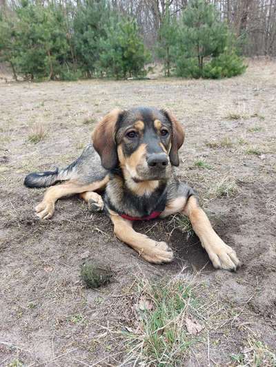 Mischlinge raten - Rätselspaß-Beitrag-Bild