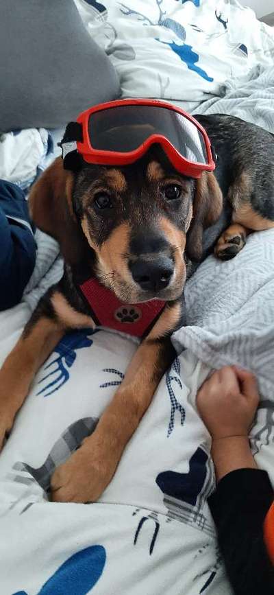 Dogorama Photo Challenge - Tierischer Urlaub-Beitrag-Bild