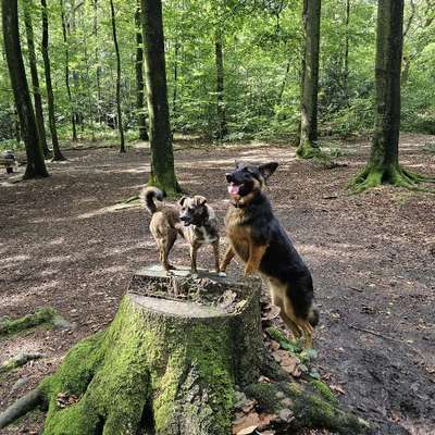 Hundetreffen-Lebhafter Teenager mit eigener Wiese sucht Spielgefährten-Bild