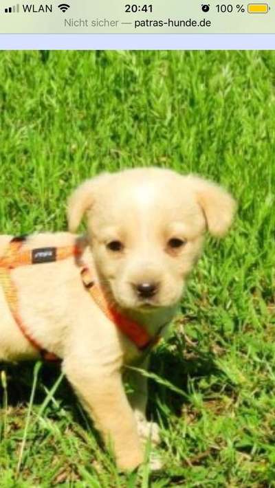 Welpen Bilder !-Beitrag-Bild