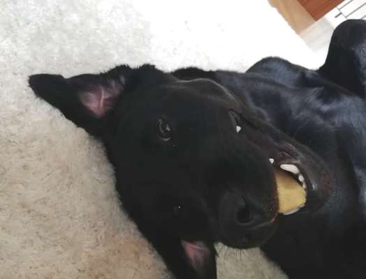 Die Dogorama Kalender Challenge 4/4-Beitrag-Bild