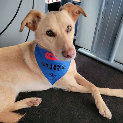 Hundetreffen-Gemeinsames Spazierengehen-Bild